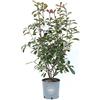 Vannucci Piante - Photinia x fraseri Red Robin, Cespuglio, Pianta vera in vaso, Pianta da terrazzo