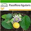 SAFLAX - Granadilla - 20 semi - Con substrato - Passiflora ligularis