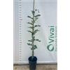 Vivai Decandia Giovanni PIANTA DI CARRUBO Ceratonia siliqua IN VASO ALTEZZA 100/110 CM