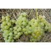VIVAIO GARDEN FOREST Vite Uva Zibibbo (Vitis Vinifera) - Pianta di Uva da Tavola Aromatica - Vite da Frutto per Giardino e Pergolato - Altezza circa 130 cm - Pianta di Uva