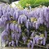 Bloomique - Wisteria sinensis 'Prolific' - Glicine rampicante - Blu - Rampicante - Pianta da giardino - Resistente al freddo - Alta 50-70 cm - Vaso da 15 cm