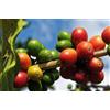 Generico 10 Semi di Caffè (Coffea arabica) - Pianta Ornamentale e Produttiva - Coltivazione Facile
