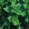 Generic Spinaci - Nuova Zelanda - 80 Semi:Seeds