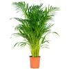 Bloomique - Dypsis Lutescens - Palma d'Oro - Areca - Palma da Interno - Purifica l'Aria - Sicura per Animali - Alta 100-110 cm - Vaso da 21 cm