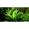 Aquarium Fan Hygrophila corymbosa - 1 Bunch - Piante Vive