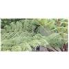 Seeds & Plants Shop by Ipsa Pezzi - 10x Cyathea Cooperi - Spitzenbaumfarn Pianta Ornamentale Piante - Seme ID1655 - Seeds & Plants Shop by Ipsa