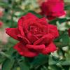 Generico Pianta di ROSA A CESPUGLIO Rosso Vellutato IN VASO 18 AMDGarden