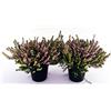 POWERS TO FLOWERS - ERICA CARNEA DARLEYENSIS ROSA 3 PIANTE, piante vere