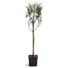 Vivaio di Castelletto Pino da pinoli domestico Pinus pinea pianta h 70/100 cm Vivaio di Castelletto