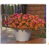 Generico Lantana camera v12 MADE IN ITALY colori assortiti arancione Cortile elegante e raffinato