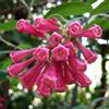 le Georgiche Vivai le Georgiche - Pianta vera di Cestrum fasciculatum Newellii Cestrum 'Newellii' - vaso Ø 19 cm