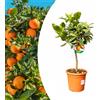 Vivaio di Castelletto Arancio "citrus sinensis", Pianta innestata in vaso ø22 cm di 2/3 anni, Agrumi di Sicilia, Made in Italy, Vivaio di Castelletto
