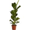 Vivaio Garden Forest, Ficus lyrata - Pianta da interno sempreverde, Foglie grandi a violino decorative, Ideale per casa e ufficio, Luce intensa indiretta, Pianta purificante
