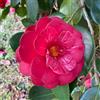 Generic semi di camelia camelia resistenti, mini giardino sempreverdi, giardino resistenti 20pcs