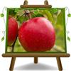 EURO PLANTS VIVAI Melo Red Delicius o Delicious Pianta da Frutto Antico su Vaso 22/24 cm Altezza 150-170 cm Età 4 Anni