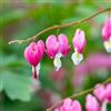 le Georgiche Vivai le Georgiche - Pianta vera di Dicentra spectabilis - vaso Ø 11 cm