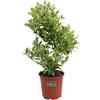 eGarden.store Pianta di Ligustro del Texas o Ligustrum Texanum diverse grandezze cespuglio ornamentale da esterno pianta vera ideale per siepe venduta da eGarden.store (Vaso 24 cm)