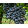 Generico AMDGarden Pianta di Vite Uva Vigna da Tavola Moscato d'Amburgo in Vaso 16 cm