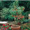 Generico Vivaio Garden Forest - Pesca Noce Nano - Pianta da Frutto Autofertile H 110 cm, Ideale per Vaso, Balcone o Giardino - Fioritura Ornamentale e Frutti DolcI
