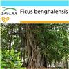 SAFLAX - Confezione regalo - Baniano - 20 semi - Ficus benghalensis