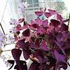 Generic 150 pièces de graines de semi d'oxalis acetosella rossa