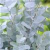AMDGarden Pianta di Eucalipto Profumato Eucalyptus Gunnii per Siepi e Bordure in Vaso 18 cm Sempreverde per Esterni