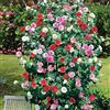 GardenersDream Camelia tricolore, rosso, rosa, bianco, resistente all'inverno, soffice, sempreverde, pianta in vaso