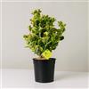 Plantì EUONYMUS JAPONICUS Arbusto sempreverde da esterno, vaso da 19 cm. Piante vere da giardino e terrazzo con foglie variegate. 6 mesi di concimazione inclusi. Idea regalo pianta da esterno (Aureo).
