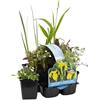 Bloomique - Set di 6 - Piante da Stagno Autoctone - Zone 1-2-3 - Piante Acquatiche - Resistenti al Freddo - Alte 15-25 cm - Vaso 9 cm
