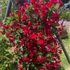 Generic 400 pz semi di dipladenia, mandevilla da interno giardino roccioso re ture precoci esterno