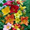 Florium Daylilien collezione allevatore (5 piante), miscela perenne di 5 varietà Hemerocallis/colori, grandi perenni invernali dall'Olanda, ibridi per aiuole e sconti (nessun seme, cipolle)