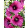 SVI Semi Hollyhock 25 Halo Malvone Cerise Semi di perenni