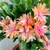 Generic semi di Schlumbergera - vecchie varietà perenni resistenti appartamento rare 500pcs