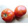 Generic Portal Cool 25 Tomate sät Riesen Steak (Bistecca Super-Pomodoro)