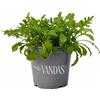 VANDAS Rucola Selvatica - Pianta Aromatica in Vaso 14 cm | Ruchetta dal Sapore Intenso | Ideale per Orto e Balcone