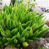 Vivaio Garden Forest Asparagus densiflorus myersii, pianta coda di gatto vera, vaso 24cm, pianta per cesti sospesi