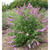 Vivaio Garden Forest - Buddleja Davidii Viola - Pianta delle Farfalle in Vaso 18 cm, H 80 cm - Fioritura Profumata, Crescita Rapida, Arbusto Ornamentale da Giardino - FOTO REALI