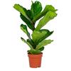 Bloomique - Ficus Lyrata - Pianta a Foglia di Violino - Pianta da Interno - Purifica l'Aria - Facile da Curare - Alta 50-60 cm - Vaso da 17 cm