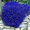 Generic 100 Semi di Timo Strisciante Blu