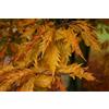 Generic Portal Cool Fagus Sylvatica Asplenifolia - Faggio Foglia di Felce, 10 Semi