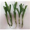 Generic Semi di vaso: fragranti SEMI di Pandan 50 pezzi foglie Viet Nam Pandanus per il sito della cucina di questo Commerciante