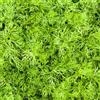 Generic Semi di aneto biologici da serra da giardino roccioso interno, vecchie varietà giardino in vaso arredamento del soggiorno 100pcs