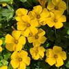 Generic Oxalis triangularis decorazioni da giardino per esterni to in vaso,to, selvatici da 14bulbi