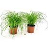 POWERS TO FLOWERS - PAPIRO NANO DA ESTERNO, CYPERUS PAPIRUS DA TERRA, VASO 12CM DIAMETRO, 2 PIANTE, piante vere
