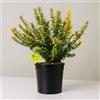 Plantì EUONYMUS JAPONICUS MICROPHYLLUS Arbusto sempreverde da esterno, vaso da 19 cm. Piante vere per giardino e terrazzo con foglie dorate piccole. 6 mesi di concimazione inclusi (Aureo).