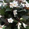le Georgiche Vivai le Georgiche - Pianta vera di Weigela florida Black and White Weigela 'Courtacad 1' - vaso Ø 18 cm - altezza alla vendita 20-30 cm