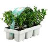 Bloomique - Set di 6 - Ilex Crenata Jenny - Agrifoglio giapponese - Gaultheria - Resistente - Compatto - Altezza 10-20 cm - Radici 6 cm