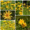 Generic arnica resistenti primaverili giardino semi sul balcone, 80pcs