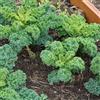 Generic semi di cavolo riccio di cavolo riccio biologici decorazione da giardino per esterni, giardino perenni resistenti per il 100pcs