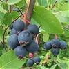 AMAZONSEEEDS 3 X AMELANCHIER CANADENSIS, SERVICEBERRY, VASO 2 LITRI 50-60 CM